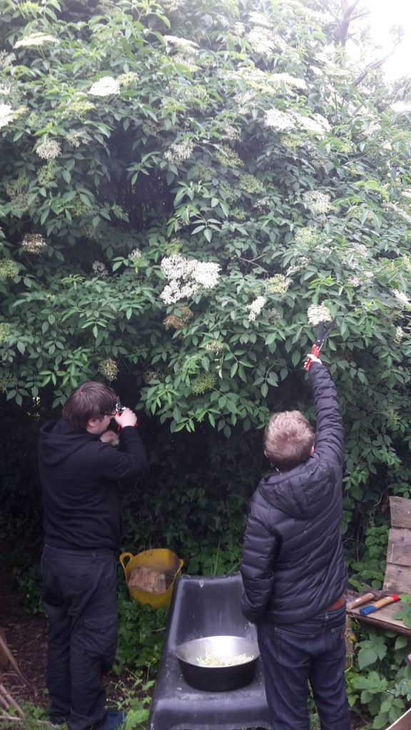 Two people pointing to an elderflower tree.