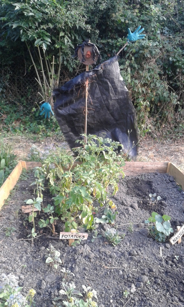 A makeshift scarecrow looms behind a potato plant.