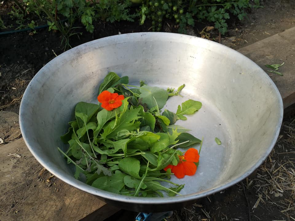 Salad leaves in a silver bowl.